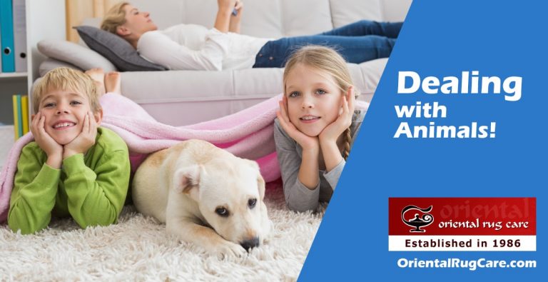 Pet Odor & Stain Removal Services