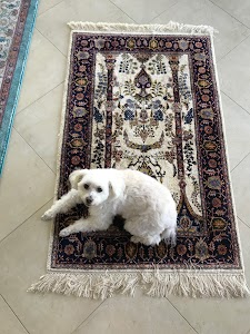 Oriental Rug Care place picture