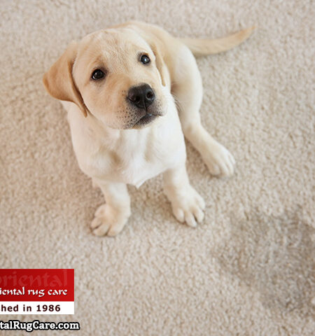 Pet Odor and Stain Removal Services Jacksonville