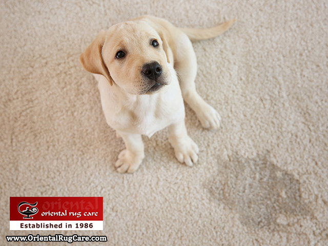 Pet Odor and Stain Removal Services Jacksonville