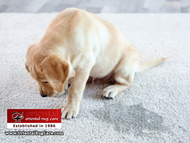 Removing Pet Stain Removal from Rug Hialeah