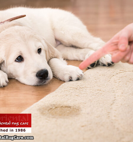 Rug Pet Odor Removal Service