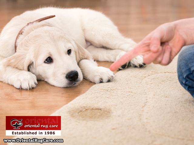 Expert Tips for Effective Area Rug Pet Odor Removal in Hollywood