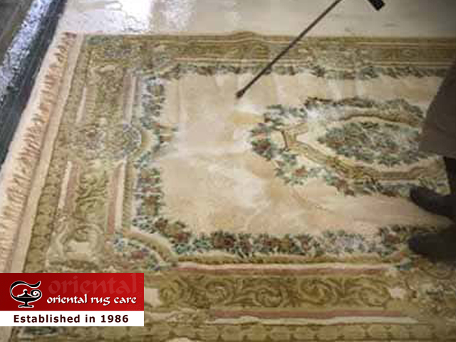 Pet Stain Removal Services